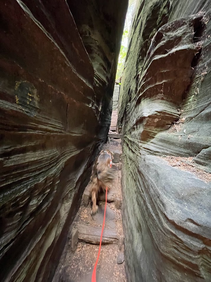 Wandern im Müllerthal mit Hund Bruno